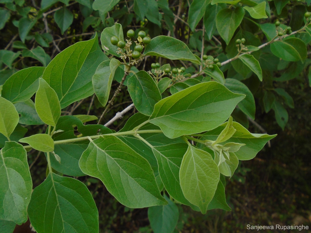 Premna mollissima Roth